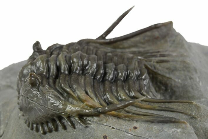 Multi-Toned Leonaspsis Trilobite - Ofaten, Morocco #350495